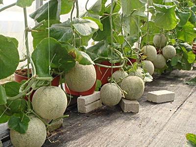 Cómo cultivar melón