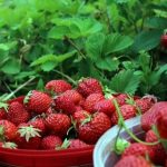 cultivar fresas en casa