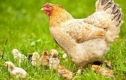 Cómo criar gallinas ponedoras y criollas en casa