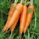 cultivo de zanahorias