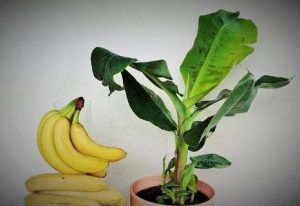 Cómo sembrar plátano en casa