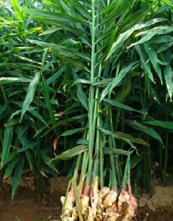 como se cultiva el jengibre