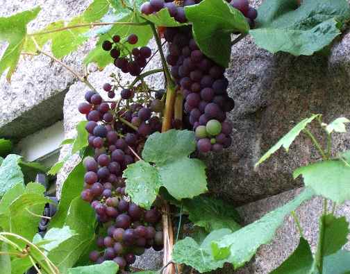 como sembrar uvas en casa