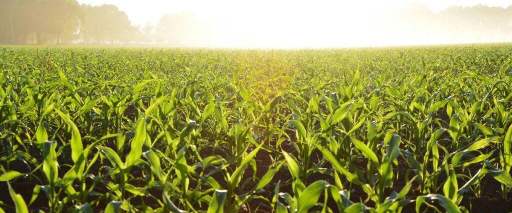 Cultivo agrícolas y cuidados de animales de granja